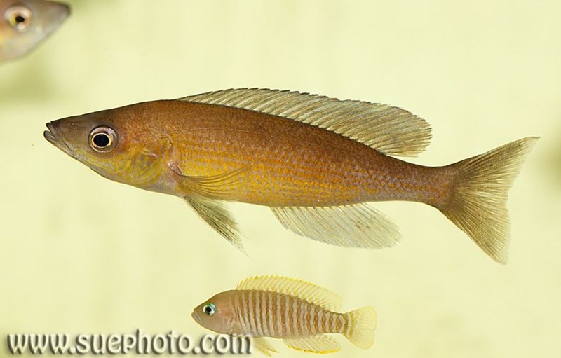 Cyprichromis pavo 'Cape Chaitika'
